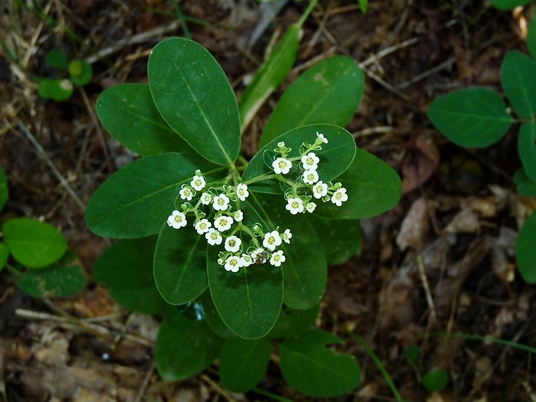 {Euphorbia corollata}